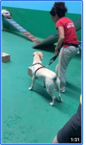 Labrador Malu' condotto dall'istruttore di Scent Game, FISC, APNEC Sig.ra Roberta Ciarelli